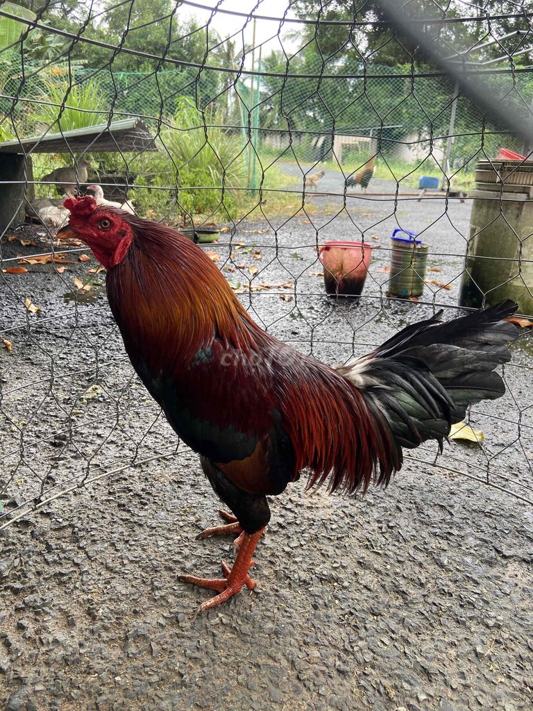 Gà xanh. Mua bán Gà tại Huyện Trà Cú Trà Vinh được đăng bởi Gà Lai  hình 3