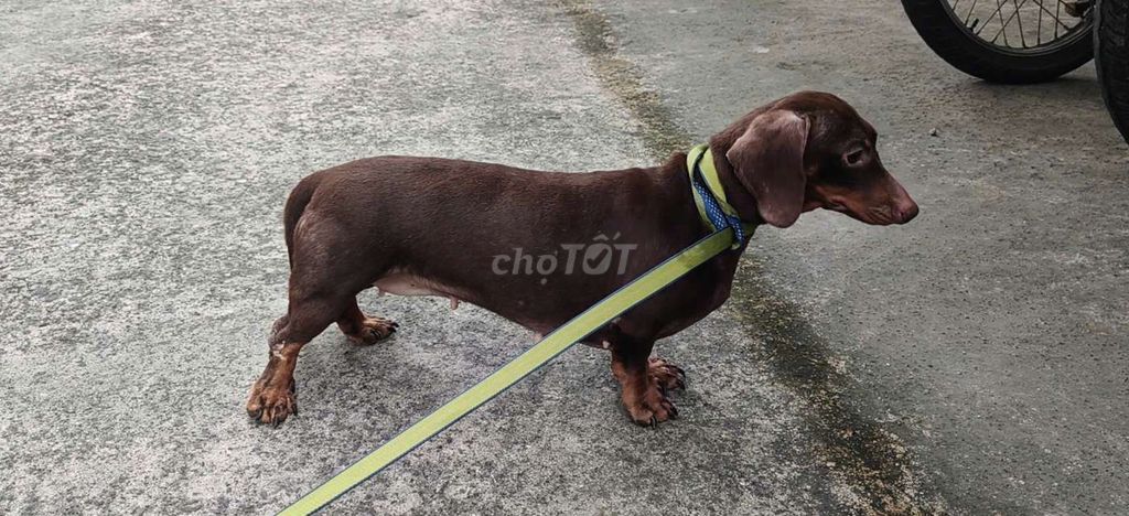 Chó lạp xưởng cái đang lên giống gần 4 tuổi