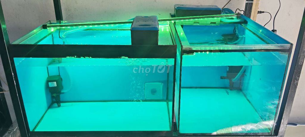 Hồ nuôi cá 6/4/4 mvt đẹppp. Mua bán Phụ kiện, Thức ăn, Dịch vụ tại Huyện Trảng Bàng Tây Ninh được đăng bởi CÁ CẢNH TB hình 4