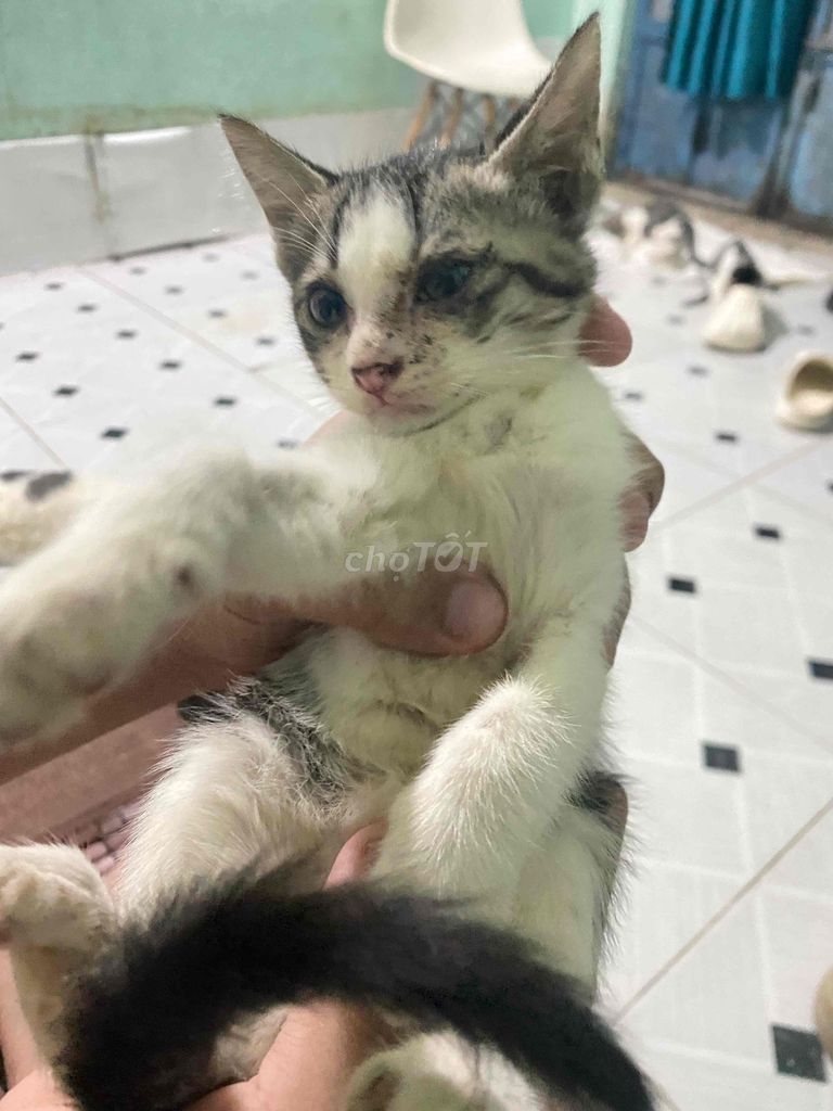 Mèo con Đa sắc Khỏe mạnh. Mua bán Mèo tại Quận 12 Tp Hồ Chí Minh được đăng bởi Việt Nguyễn hình 1