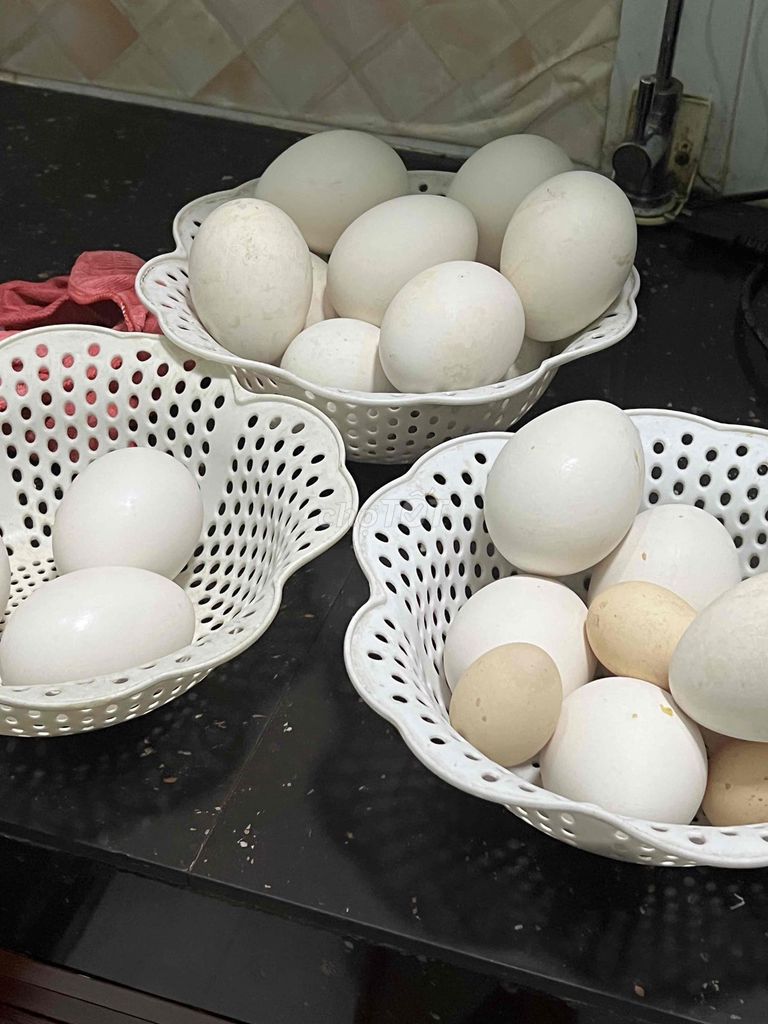 Trứng Ngỗng Sư Tử. Mua bán Đồ ăn, thực phẩm và các loại khác tại Thành phố Dĩ An Bình Dương được đăng bởi Hồng Anh hình 1