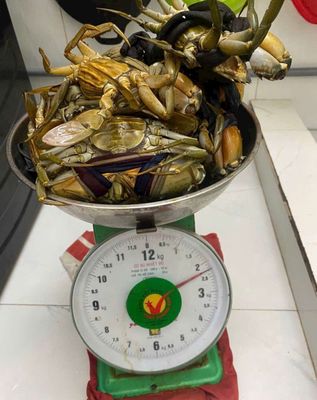 Cua biển tươi sống, cua gạch 90%. Mua bán Đồ ăn, thực phẩm và các loại khác tại Thành phố Thủ Đức Tp Hồ Chí Minh được đăng bởi Minh Đạt