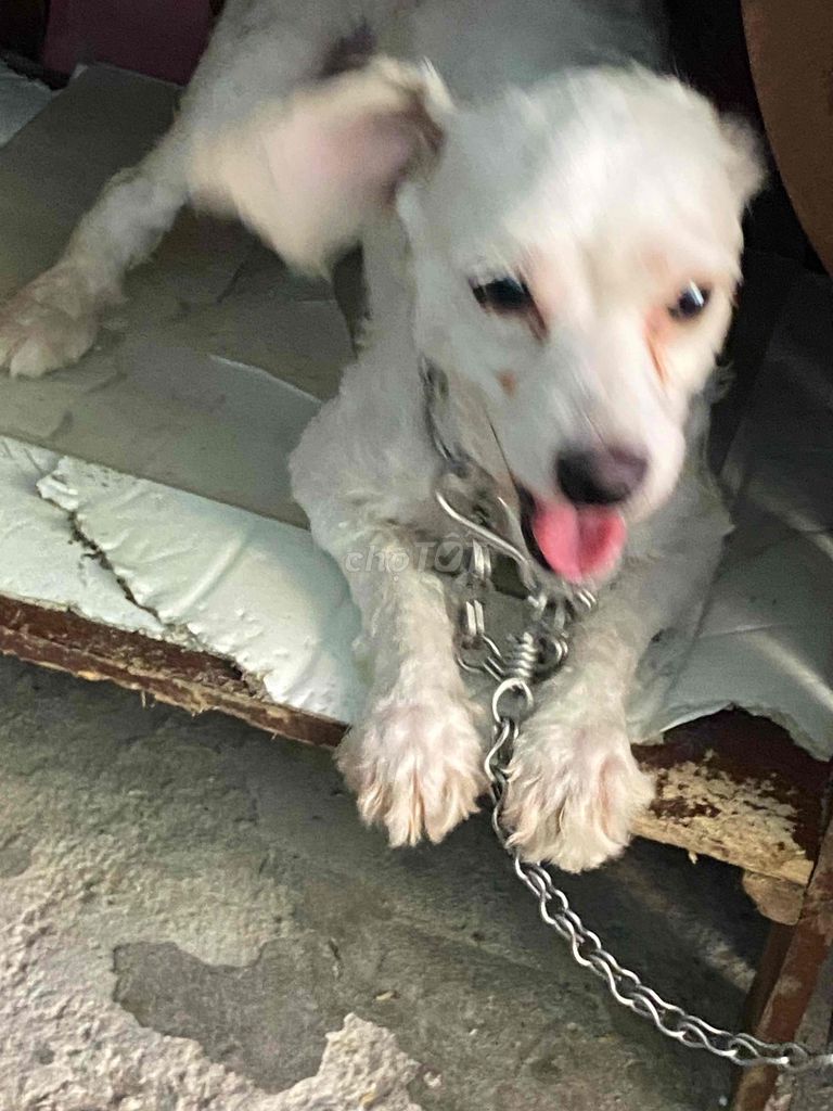 Chó Poodle lai trắng đực 1 tuổi. Mua bán Chó tại Quận Cầu Giấy Hà Nội được đăng bởi XuKi hình 1