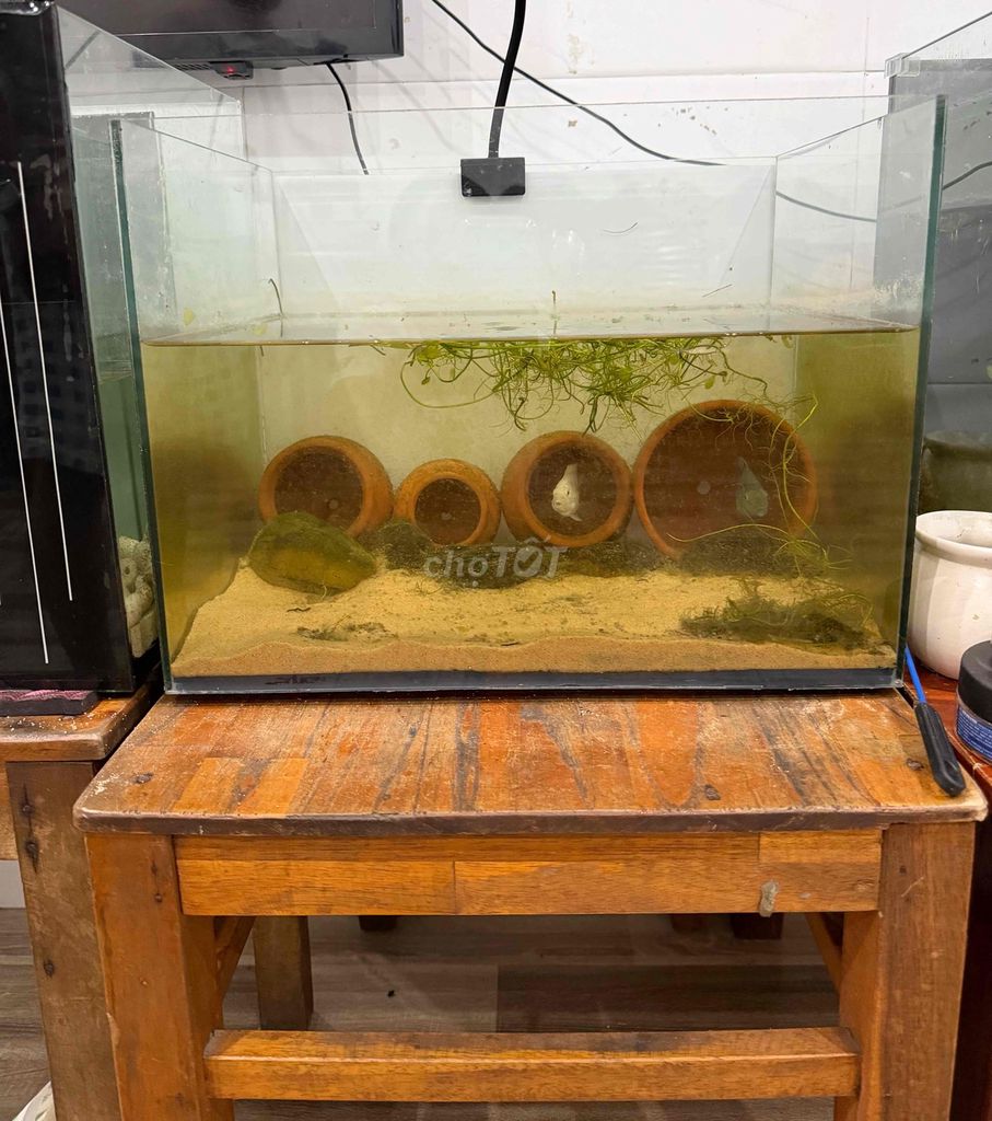 Hồ cá Kính còn mới thanh lý. Mua bán Phụ kiện, Thức ăn, Dịch vụ tại Quận Liên Chiểu Đà Nẵng được đăng bởi Anh Thông hình 1