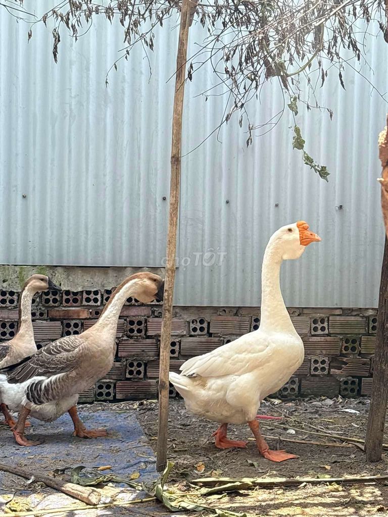 Ngỗng Sư tử trắng đực Trắng khoẻ mạnh. Mua bán Thú cưng khác tại Thành phố Biên Hòa Đồng Nai được đăng bởi quang ro hình 1