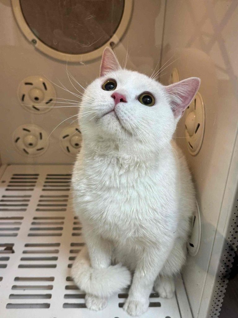 Mèo Anh Lông Ngắn chung lứa. Mua bán Mèo tại Quận 3 Tp Hồ Chí Minh được đăng bởi khang pham hình 2