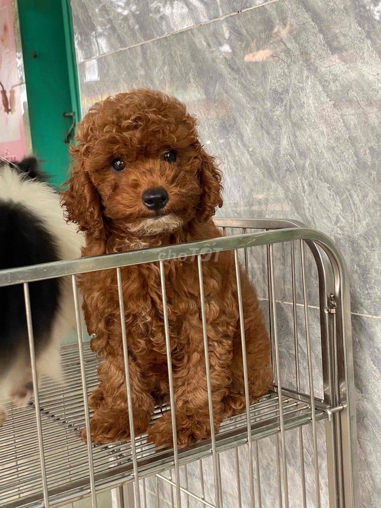 Poodle nâu đỏ đực lông dầy