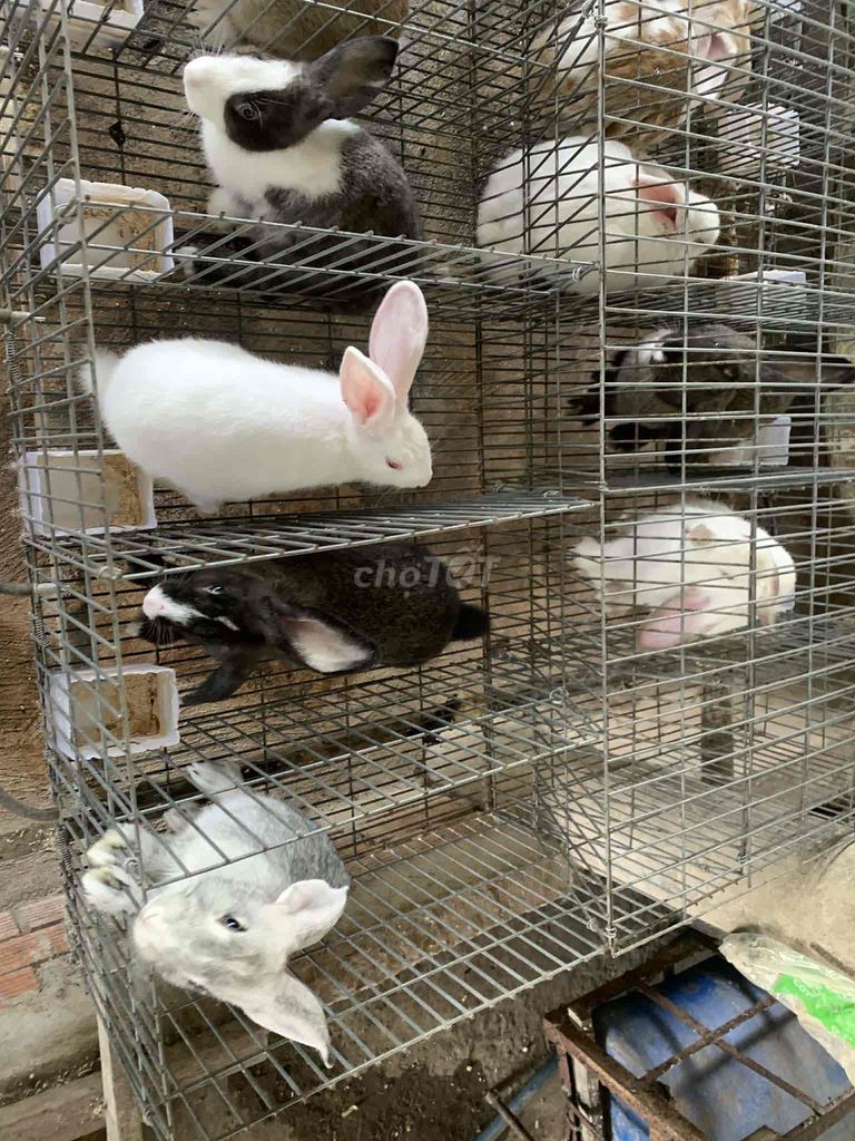 thỏ baby nuôi cảnh. Mua bán Thú cưng khác tại Quận Bình Tân Tp Hồ Chí Minh được đăng bởi Trọng 63Shop hình 1