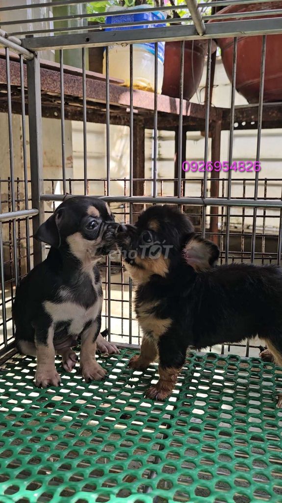 Chó Chihuahua. Mua bán Chó tại Quận Phú Nhuận Tp Hồ Chí Minh được đăng bởi Thành hình 1