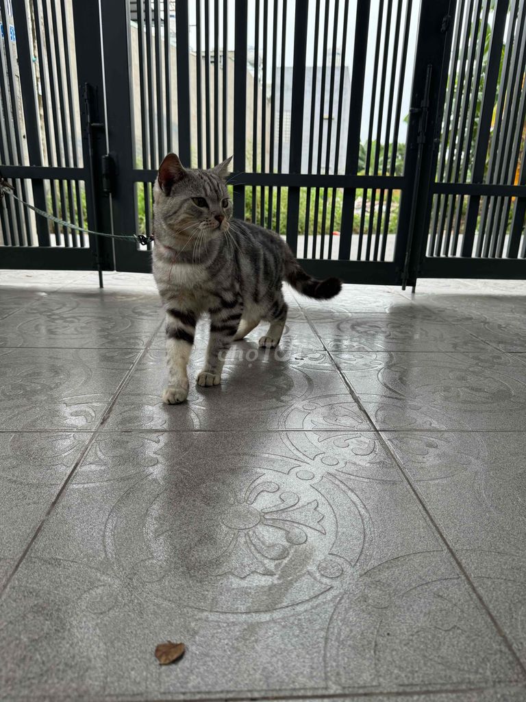 nhà cần bán mèo