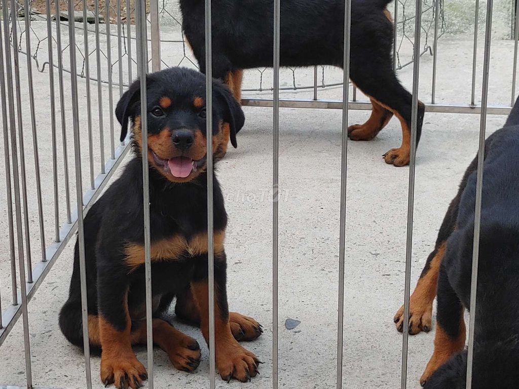 Chó Rottweiler  6_8 Ký. Mua bán Chó tại Thành phố Thủ Dầu Một Bình Dương được đăng bởi Nhân Rottweiler  hình 1