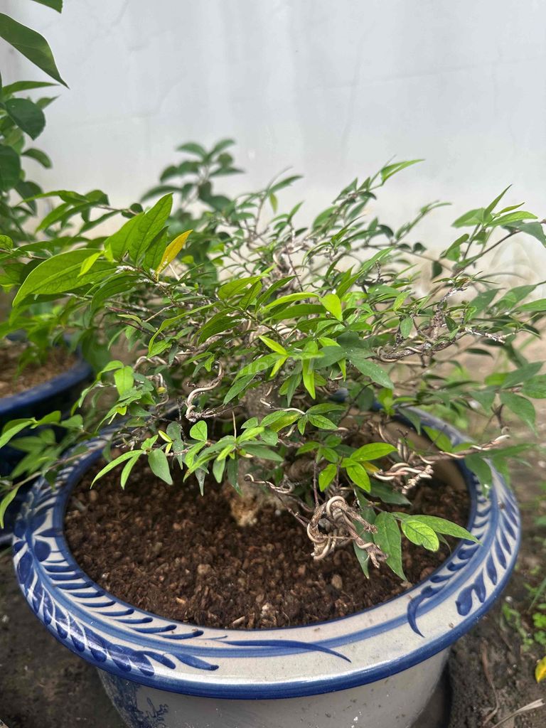 Chậu cây cảnh Gốm sứ Nhiều màu. Mua bán Cây cảnh, đồ trang trí tại Quận 12 Tp Hồ Chí Minh được đăng bởi Máy hút bụi dyson Máy lọc không khí hình 1