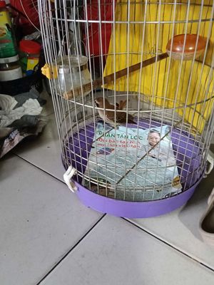 Bách thanh miền Nam. Mua bán Chim tại Quận Tân Phú Tp Hồ Chí Minh được đăng bởi a ba