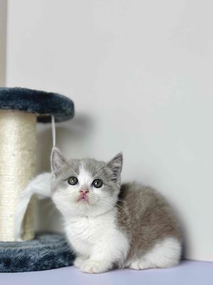 Mèo Bililac chân lùn | Trại Mèo Da-O Cần Thơ