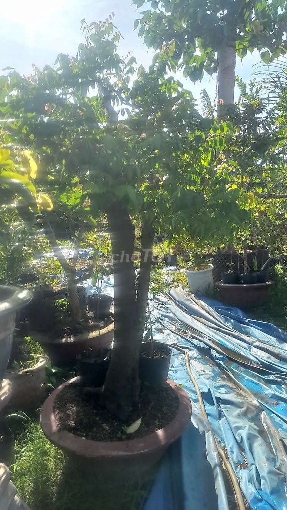 chậu khế chua ta.. Mua bán Cây cảnh, đồ trang trí tại Quận Cẩm Lệ Đà Nẵng được đăng bởi vinh hình 1