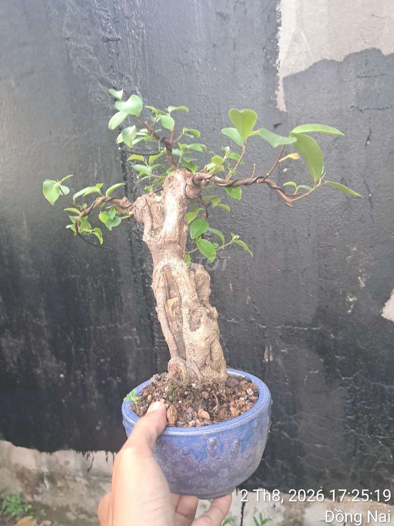 Cây cảnh Bồ đề ,si búp đỏ chậu Xanh dương. Mua bán Cây cảnh, đồ trang trí tại Thành phố Biên Hòa Đồng Nai được đăng bởi Thường phi hình 1