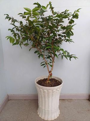 Nho thân gỗ bonsai rễ nổi đang trái và nụ hoa. Mua bán Cây cảnh, đồ trang trí tại Quận Tân Bình Tp Hồ Chí Minh được đăng bởi Vườn Phố