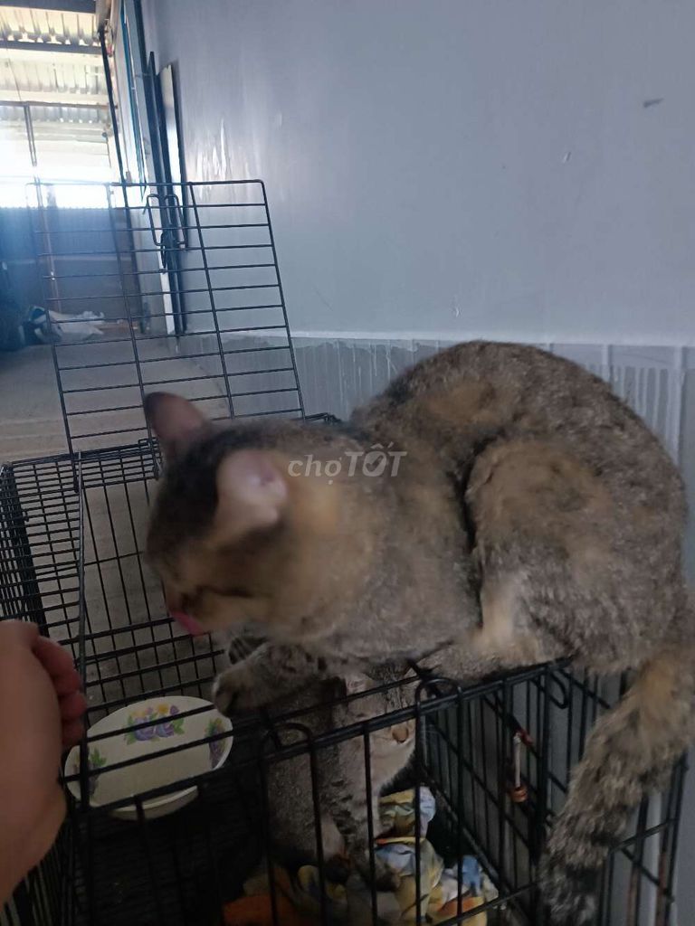 Mèo Xám. Mua bán Mèo tại Quận 12 Tp Hồ Chí Minh được đăng bởi Huy Thắng hình 1