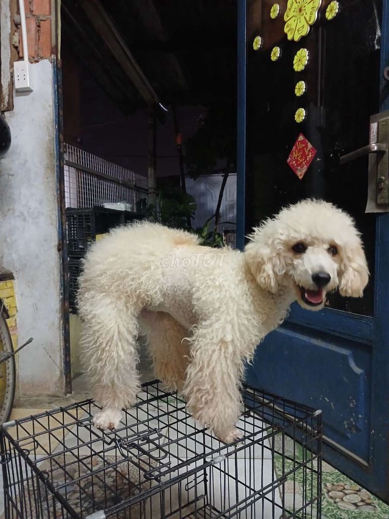 Bán bé Poodle cái tơ xinh đẹp đít bự được đi spa