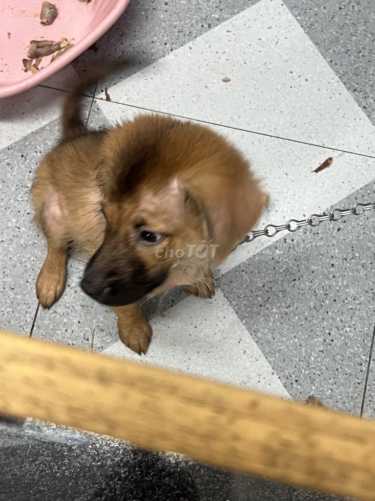 Chó Poodle 2 tháng Nâu, Đen trắng. Mua bán Chó tại Quận Bình Tân Tp Hồ Chí Minh được đăng bởi Hoà hình 1