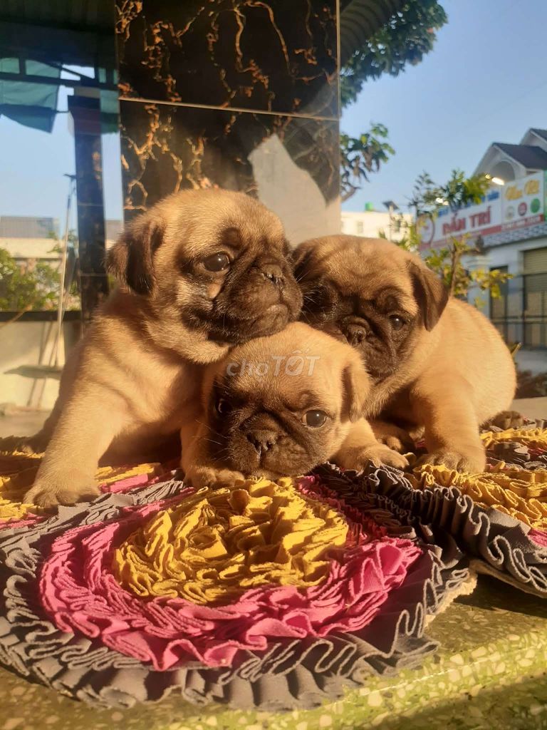 CHÓ PUG NHÀ ĐẺ. Mua bán Chó tại Huyện Châu Thành Long An được đăng bởi Duy Thức hình 1