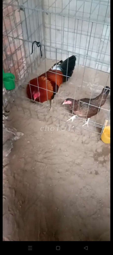 gà hiện 2ki2 còn lên (có nhận gl nha)
