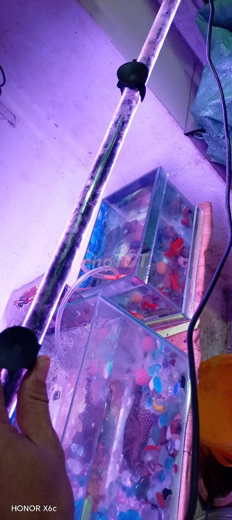 Đèn LED trang trí tiết kiệm điện màu Tím. Mua bán Đèn tại Quận 8 Tp Hồ Chí Minh được đăng bởi  poony house hình 1