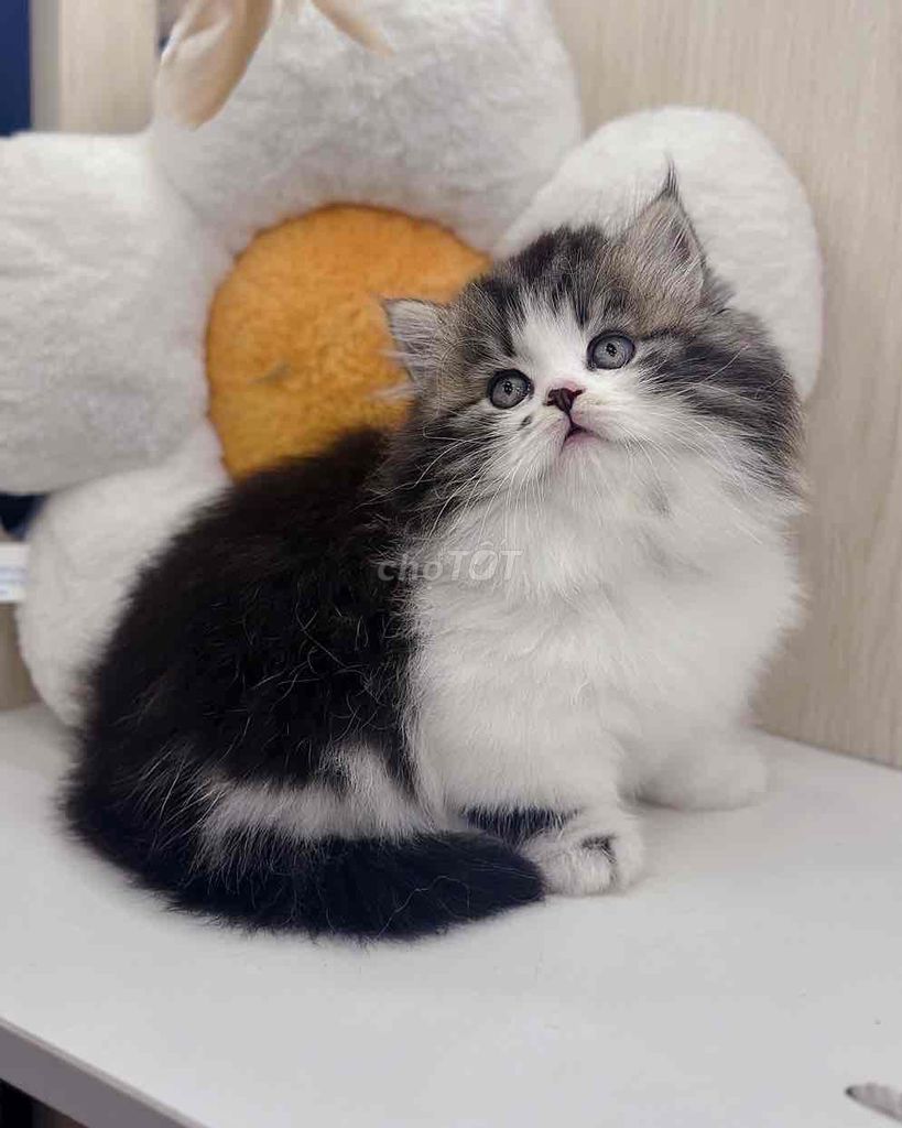 Mèo anh chân ngắn. Mua bán Mèo tại Huyện Hoài Đức Hà Nội được đăng bởi Mei Mei hình 1