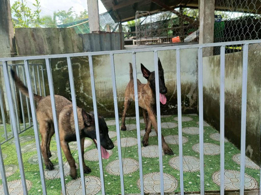 Malinois Becgie Bỉ thuần chủng Hậu duệ nhập