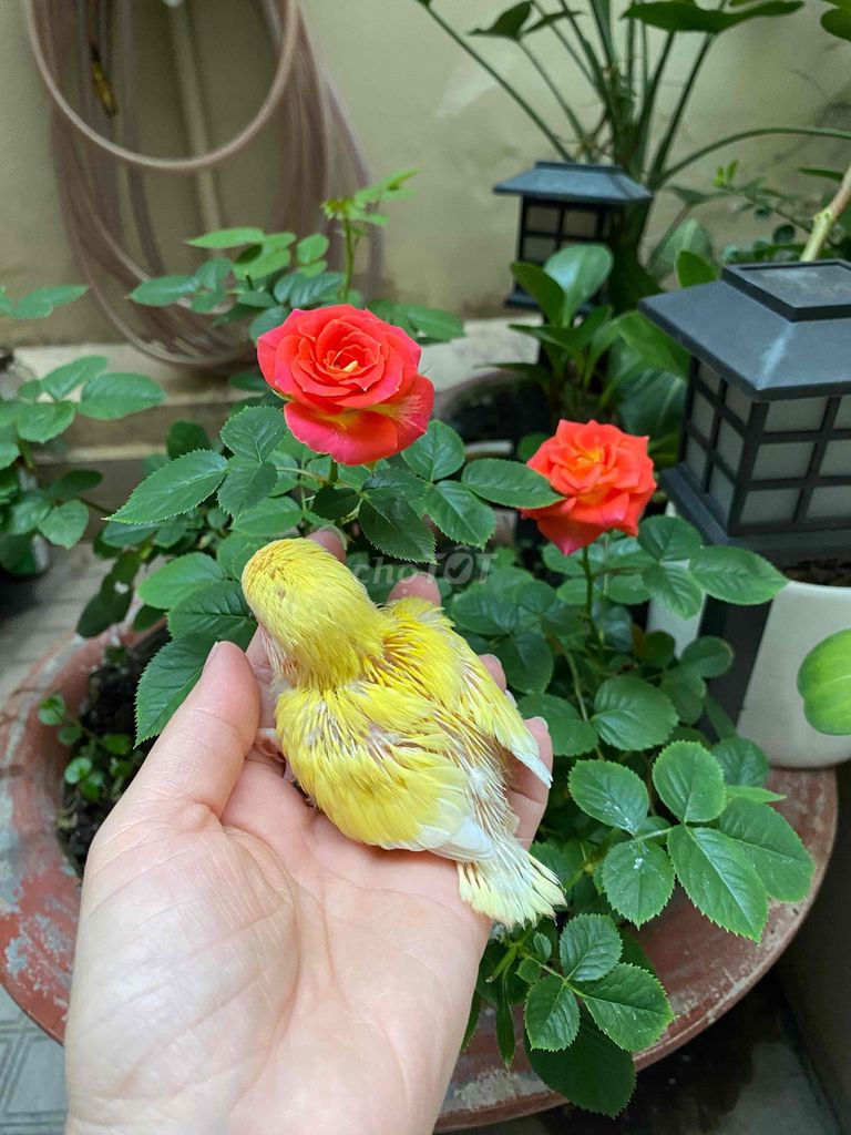 Chim Lovebird non Vàng đầu đỏ ko viềng. Mua bán Chim tại Quận Phú Nhuận Tp Hồ Chí Minh được đăng bởi Tâm Thiện hình 1