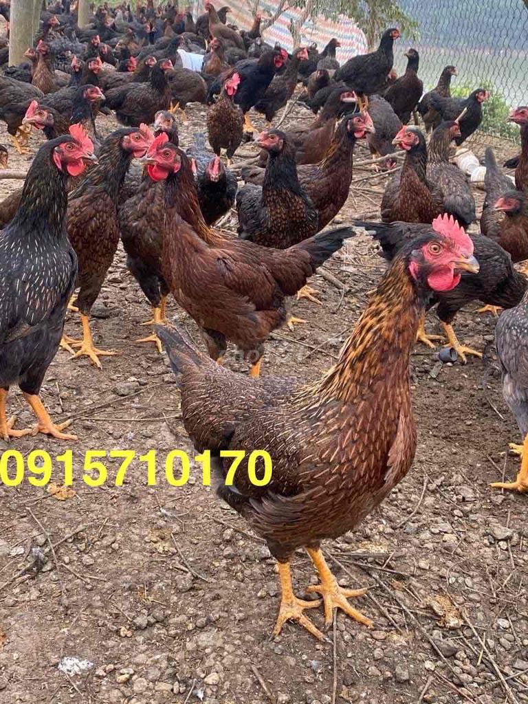 Bán sỉ và lẻ gà đồi Yên Thế chuẩn xịn 100%.. Mua bán Đồ ăn, thực phẩm và các loại khác tại Quận Bắc Từ Liêm Hà Nội được đăng bởi Hoàng Thuý hình 2