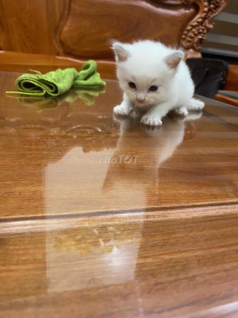 Mèo Ragdoll Trắng. Mua bán Mèo tại Huyện Thuận Thành Bắc Ninh được đăng bởi Nguyễn Văn Phương hình 1