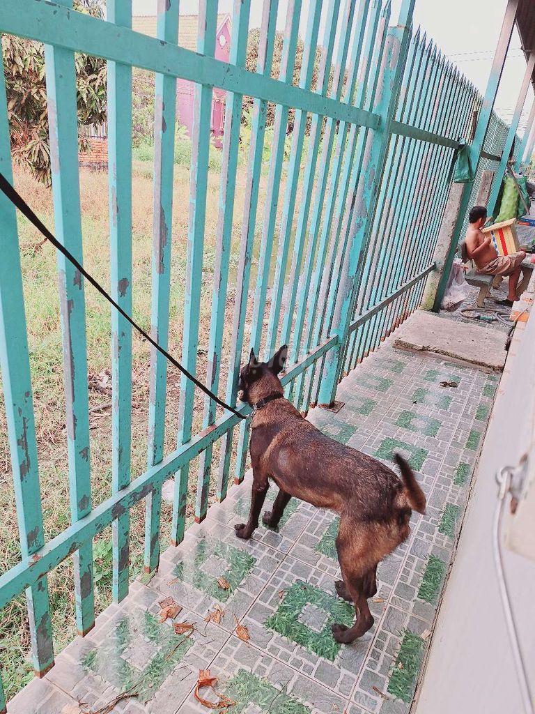 Chó béc bỉ malinois