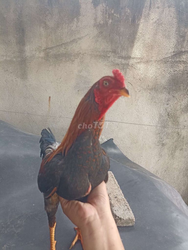 Điều vàng 1kg2