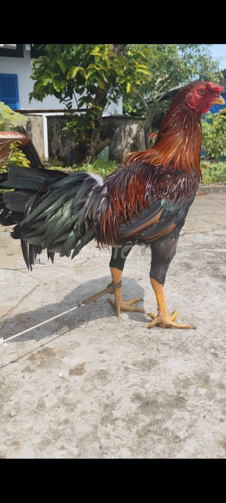 Gà trống Thai My tơ 3.6kg lỗi lườn . Mua bán Gà tại Huyện Châu Thành Long An được đăng bởi Phuc Ga My hình 1