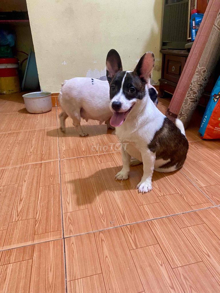 Chó cảnh Đực 6 tháng Đen trắng. Mua bán Chó tại Quận Bắc Từ Liêm Hà Nội được đăng bởi BOSS hình 1