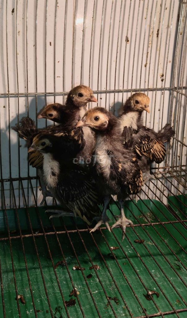 5 Vảy Cá đồng 1th khỏe mạnh . Mua bán Gà tại Quận 12 Tp Hồ Chí Minh được đăng bởi Gà Kiểng Sài Gòn  hình 1