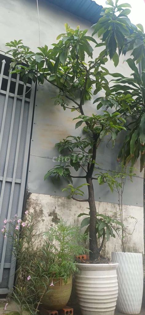 Cây cảnh Lộc vừng hoa đỏ. Mua bán Cây cảnh, đồ trang trí tại Thành phố Biên Hòa Đồng Nai được đăng bởi Thuy hình 1