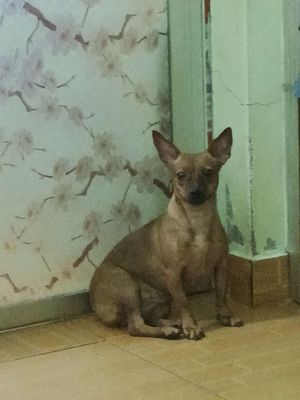 Bán tặng. Mua bán Chó tại Quận Ngô Quyền Hải Phòng được đăng bởi Ngọc Anh