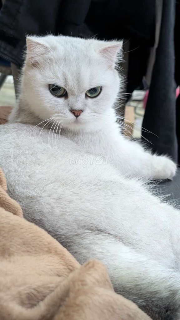 Mèo Anh chân ngắn 1 tuổi. Mua bán Mèo tại Quận 7 Tp Hồ Chí Minh được đăng bởi Nguyễn Hưũ Lộc hình 1