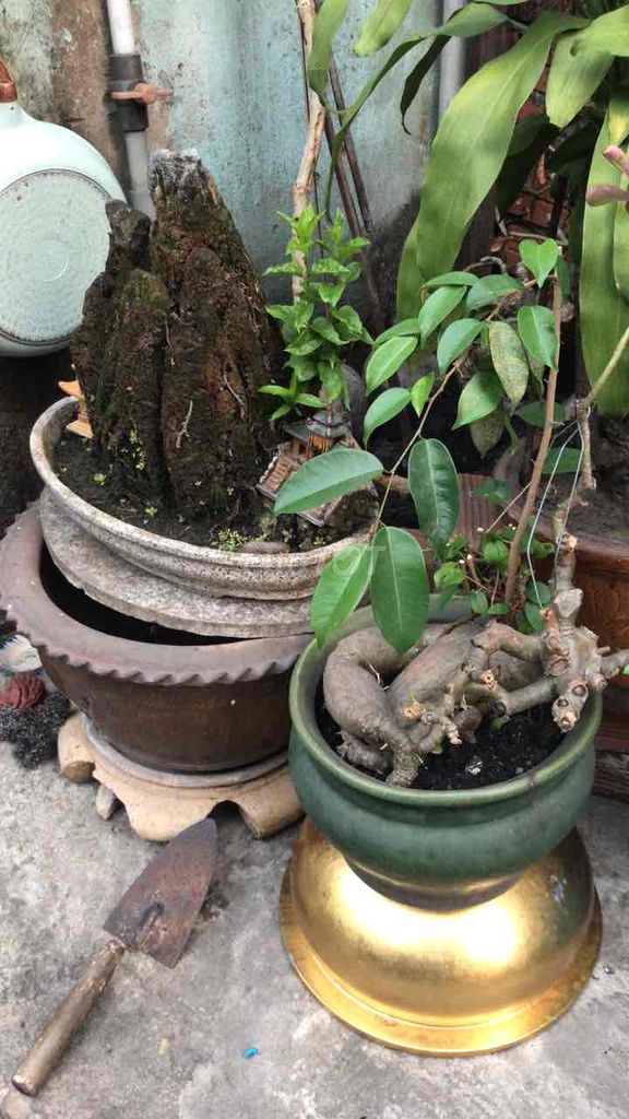 Chậu hoa cảnh đá tự nhiên Non bộ rộng 45. Mua bán Cây cảnh, đồ trang trí tại Quận Gò Vấp Tp Hồ Chí Minh được đăng bởi Phùng Cường hình 1