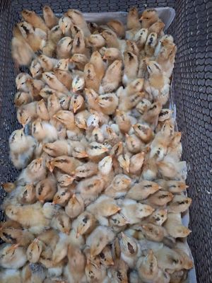 Trại sỉ lẻ các loại giống gà 🐤vịt 🦆 mới nở. Mua bán Gà tại Quận 12 Tp Hồ Chí Minh được đăng bởi Lê Thị Hảo