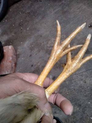 Mái bướm 1kg7. Mua bán Gà tại Quận 8 Tp Hồ Chí Minh được đăng bởi đại 