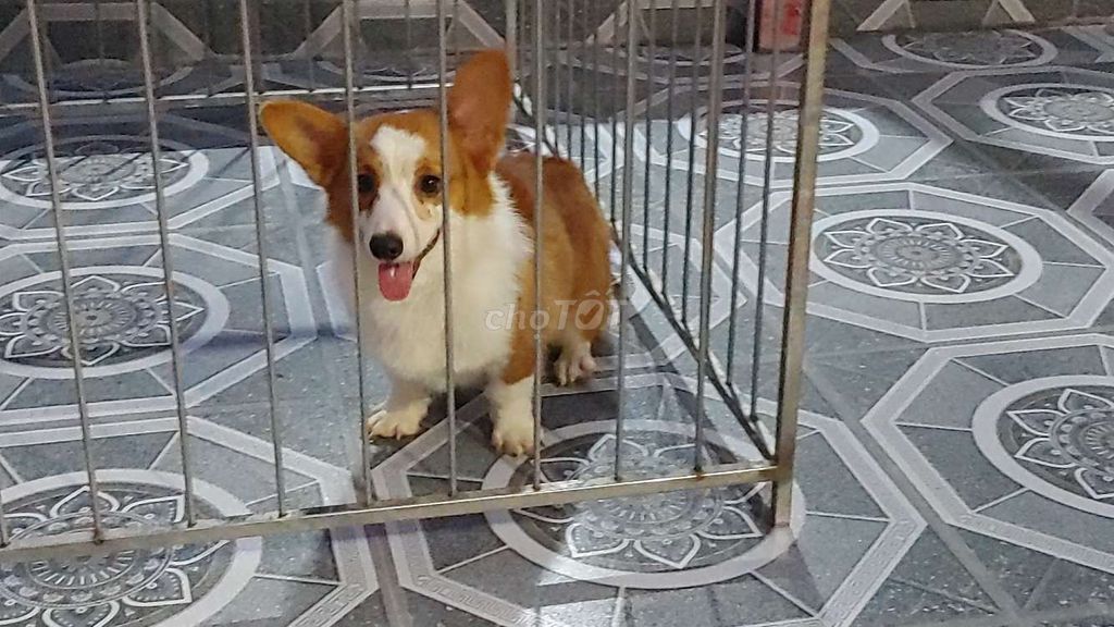 Chó CORGI Đực Choai