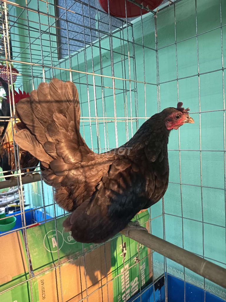 Gà Mái Thái Đen 3 lứa. Mua bán Gà tại Huyện Cai Lậy Tiền Giang được đăng bởi Nguyễn Văn Hữu hình 1