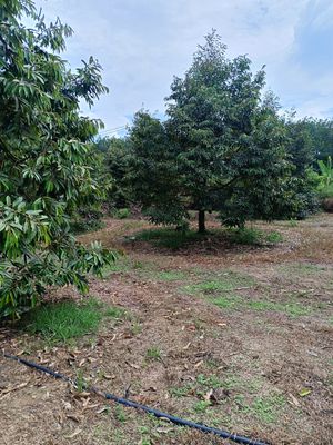 Chính chủ bán nhanh sào vườn sầu riêng năm thứ 5. Mua bán đất tại Thị xã Tân Uyên Bình Dương được đăng bởi Nguyễn minh hiếu