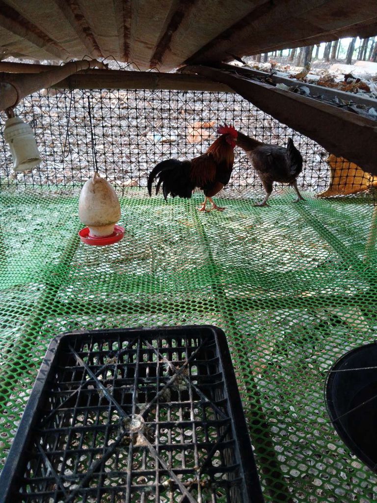 Gà trống tre Đỏ đen Đực. Mua bán Gà tại Huyện Phú Riềng Bình Phước được đăng bởi Dang ngoc duong hình 1