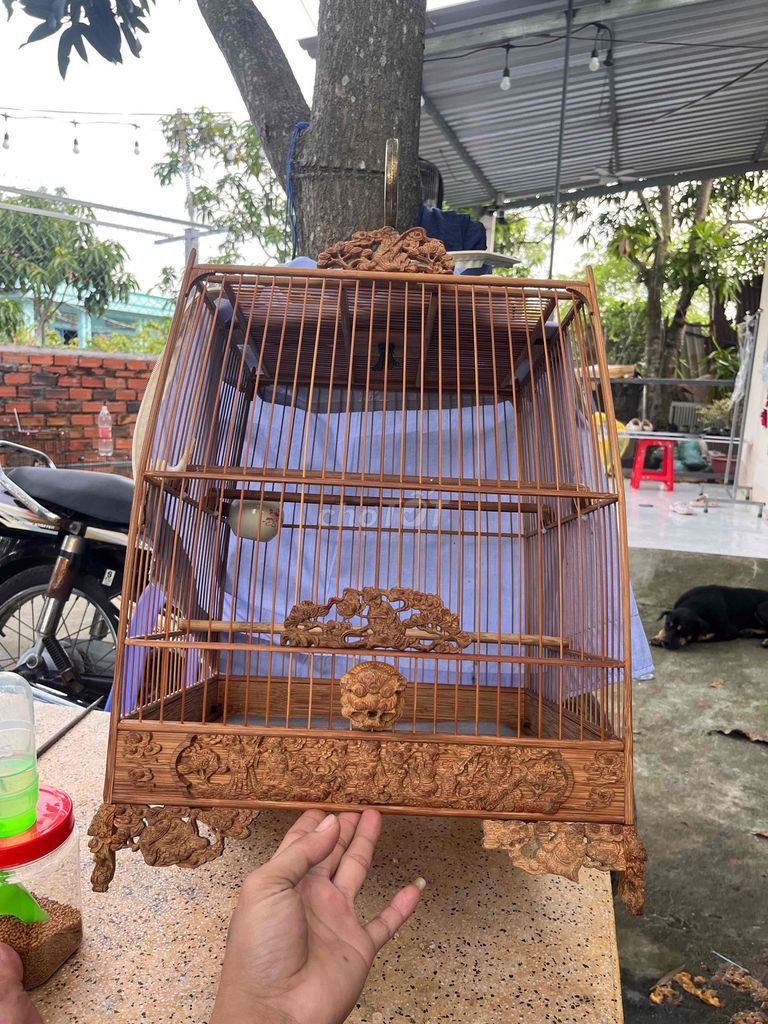 Thái cao chạm chào mào. Mua bán Chim tại Huyện Bình Chánh Tp Hồ Chí Minh được đăng bởi Bc hình 1