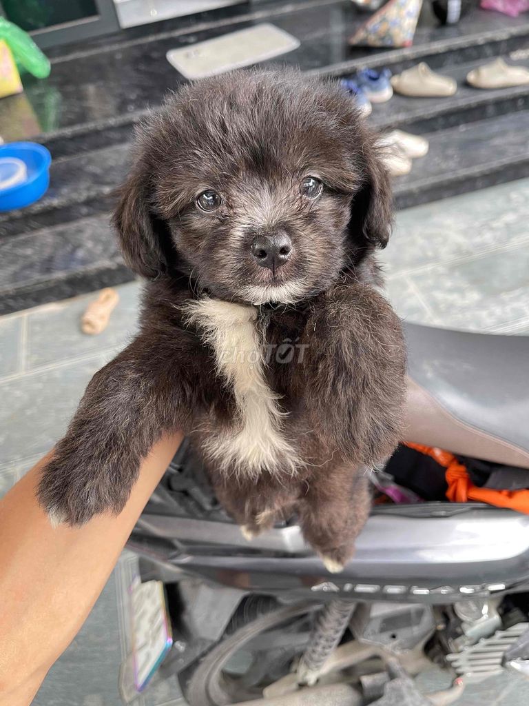 Chó Poodle lai Phốc Hươu Đen, Vàng kem. Mua bán Chó tại Huyện An Dương Hải Phòng được đăng bởi Phạm Thắng hình 1