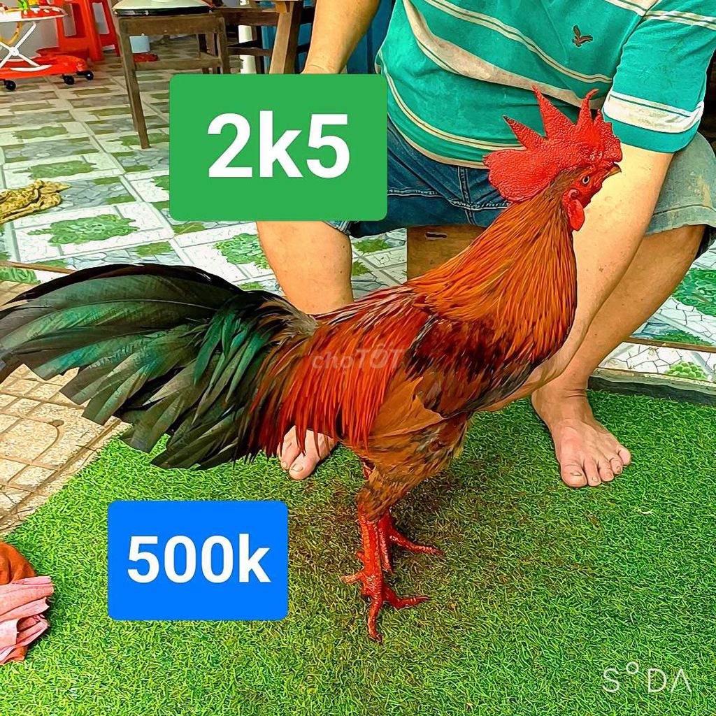  vàng 2.5kg tay tốt. Mua bán Gà tại Huyện Mỏ Cày Bắc Bến Tre được đăng bởi Đinh Vũ Linh gà đá Bến Tre hình 1